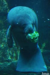 Acquario di Genova