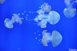 Acquario di Genova