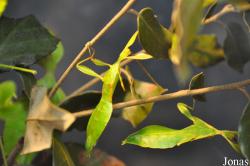 Phylliidae
