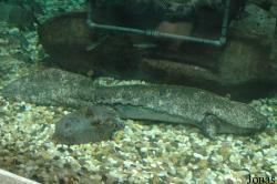 Cryptobranchidae