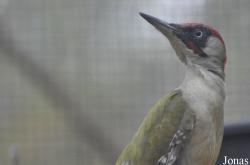 Picus viridis