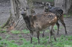 Parco Faunistico La Torbiera