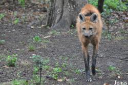 Parco Faunistico La Torbiera