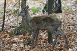 Parco Faunistico La Torbiera