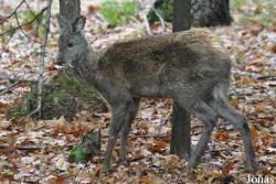 Parco Faunistico La Torbiera