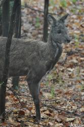 Parco Faunistico La Torbiera