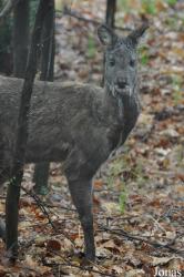 Parco Faunistico La Torbiera