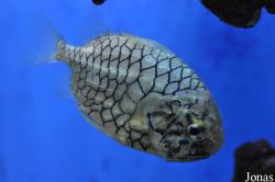 Monocentridae