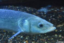 Dicentrarchus labrax