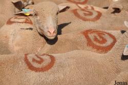 Mouton Mérinos