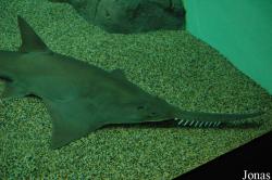 Shanghai Ocean Aquarium