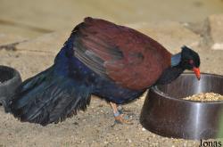 Weltvogelpark Walsrode