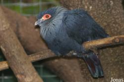 Weltvogelpark Walsrode