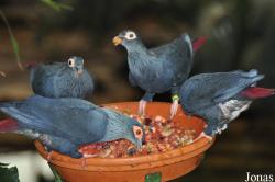 Weltvogelpark Walsrode