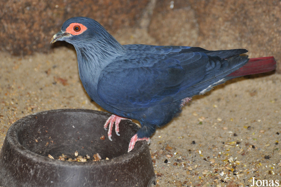Weltvogelpark Walsrode