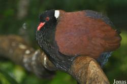 Weltvogelpark Walsrode