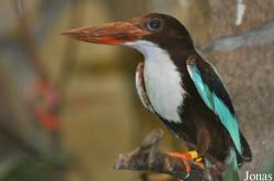 Weltvogelpark Walsrode