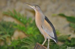 Weltvogelpark Walsrode