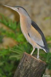 Weltvogelpark Walsrode