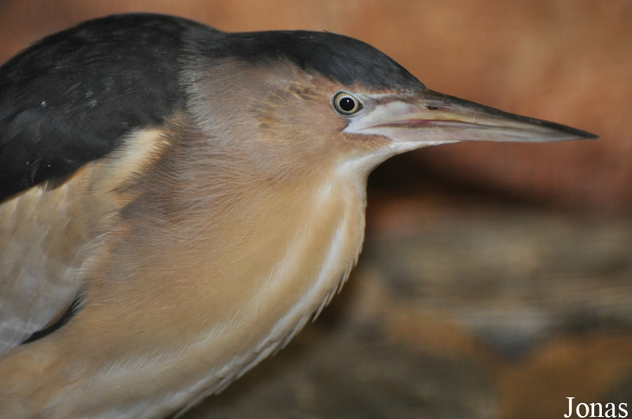 Weltvogelpark Walsrode
