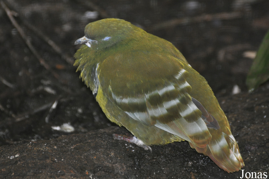 Weltvogelpark Walsrode