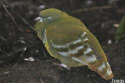Weltvogelpark Walsrode