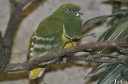 Drepanoptila holosericea