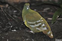 Weltvogelpark Walsrode
