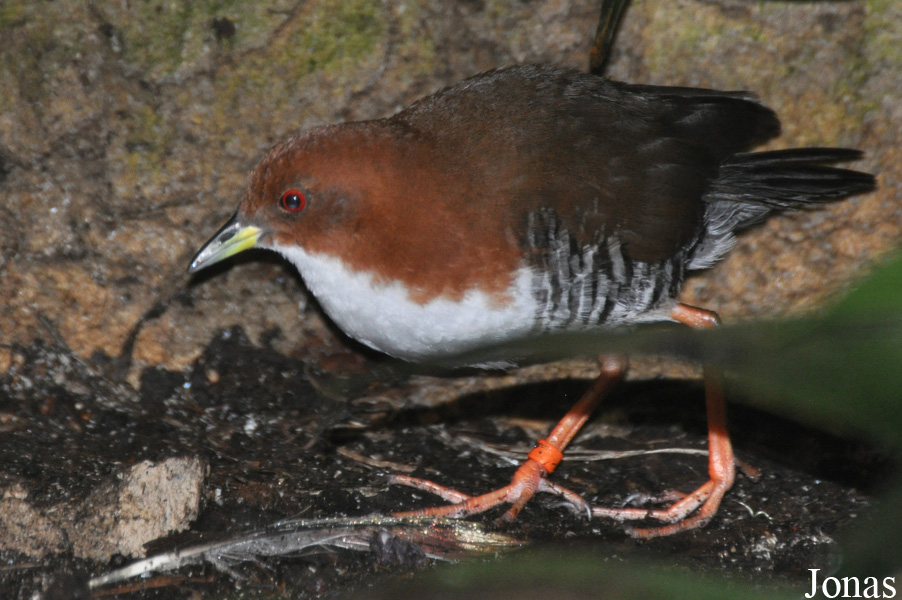 Weltvogelpark Walsrode