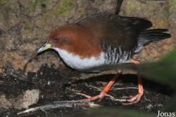 Weltvogelpark Walsrode
