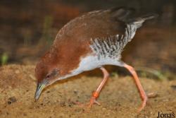 Laterallus leucopyrrhus