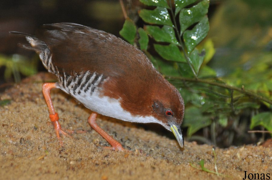 Weltvogelpark Walsrode