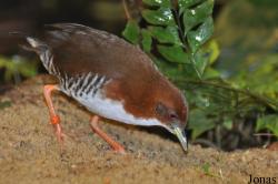 Weltvogelpark Walsrode