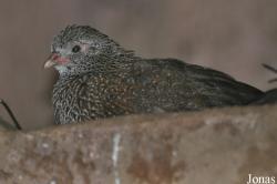 Ptilopachus petrosus