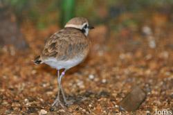 Weltvogelpark Walsrode