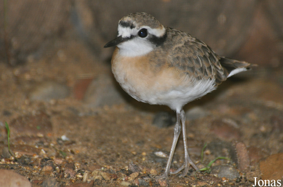 Weltvogelpark Walsrode