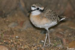 Weltvogelpark Walsrode