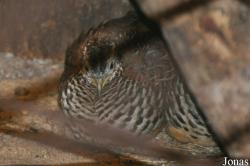 Weltvogelpark Walsrode