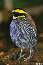 Weltvogelpark Walsrode