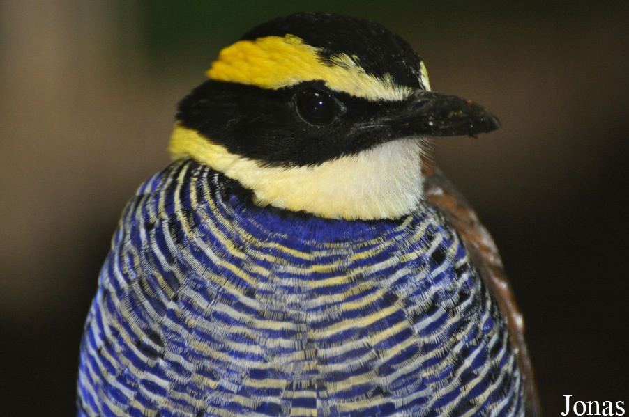 Weltvogelpark Walsrode