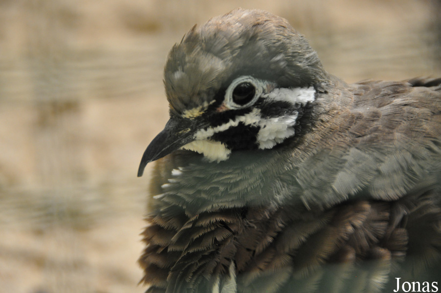Weltvogelpark Walsrode