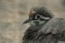 Weltvogelpark Walsrode