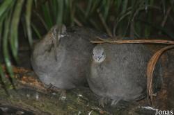 Weltvogelpark Walsrode