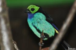 Tangara chilensis