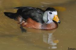 Weltvogelpark Walsrode