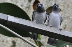Weltvogelpark Walsrode