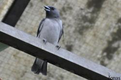 Artamidae