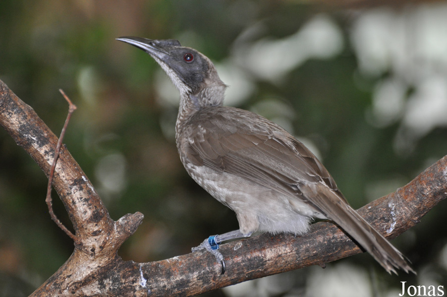 Weltvogelpark Walsrode