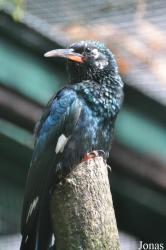Weltvogelpark Walsrode
