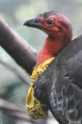 Weltvogelpark Walsrode